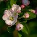 Blossom