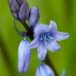 Bluebells