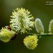 Catkin