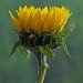 Stacked-sunflower