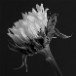 Sunflower-BW2