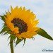 Sunflower-final