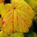 Vine