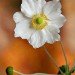garden-flower