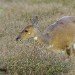 Bushbok