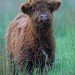 Calf