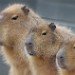 Capybara