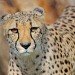 Cheetah_2