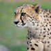 Cheetah_3