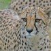 Cheetah_4