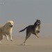 Dogs