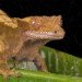 Gecko
