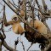 Gibbon