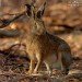 Hare