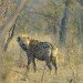 Hyiena