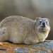 Hyrax