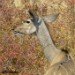 Kudu