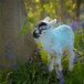 Lamb