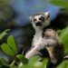 Lemur