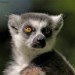 Lemur_2
