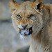 Lion_2