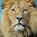 Lion_3