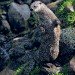 Otter