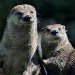 Otters