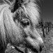 Pony