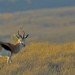 Springbok