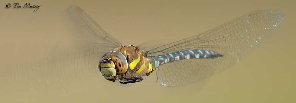 Hawker