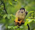 Monkeys_2
