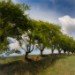 Hedge