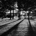 Shadows