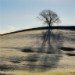 Treescape