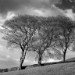 trees_1