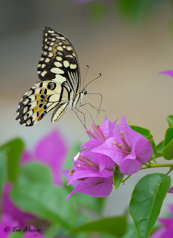 Butterfly_4