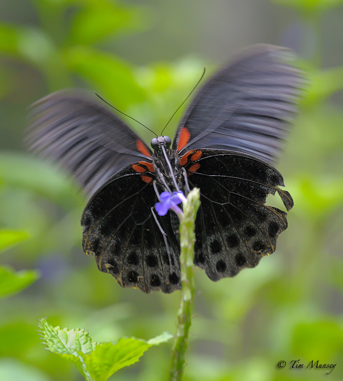 Butterfly_5