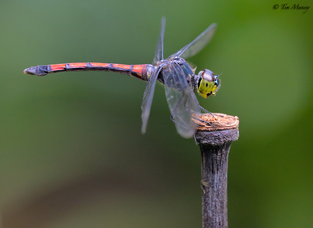 Dragonfly_10