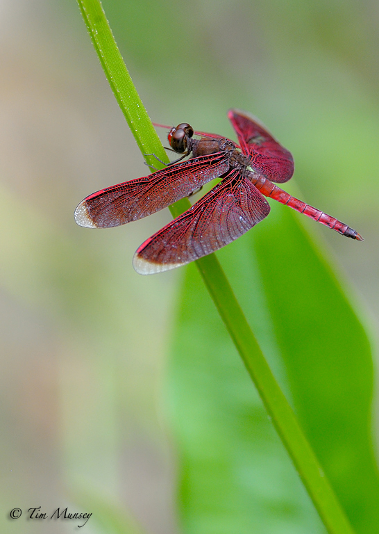 Dragonfly_3