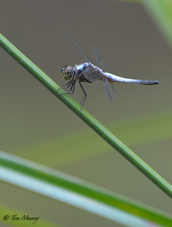 Dragonfly_4