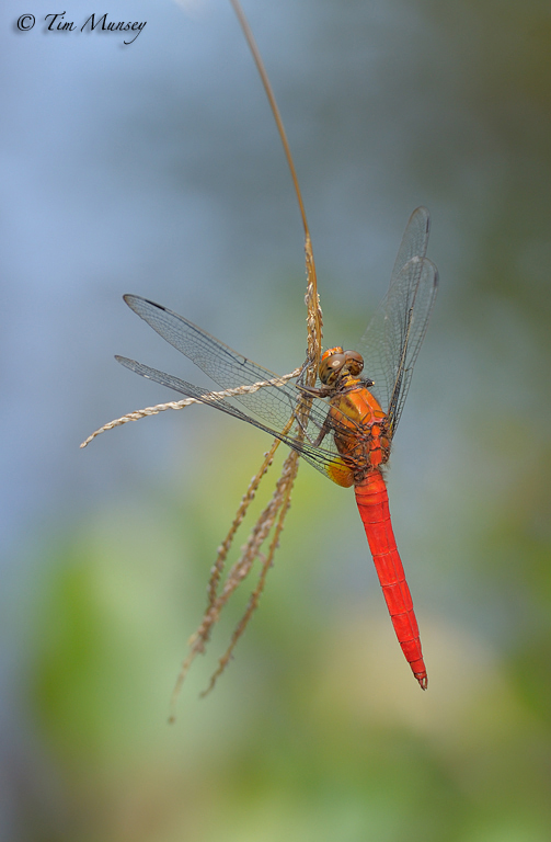 Dragonfly_5