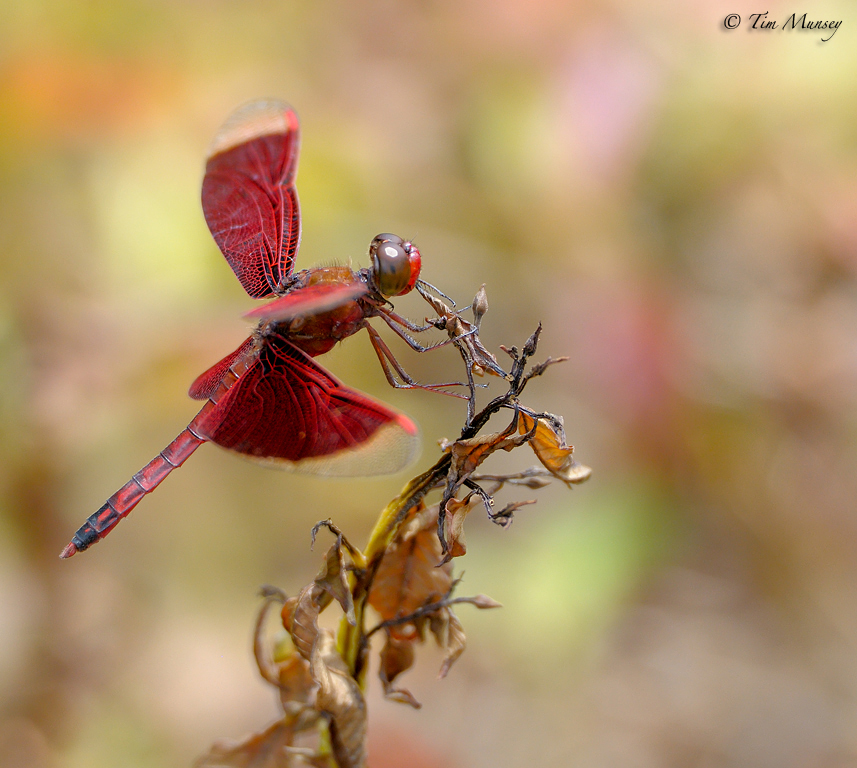 Dragonfly_6