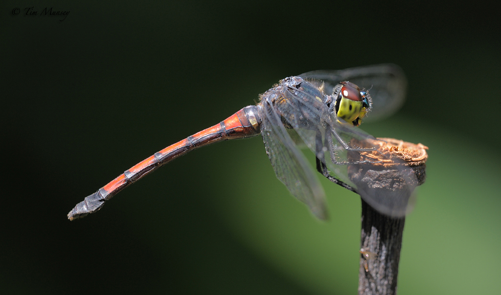 Dragonfly_7