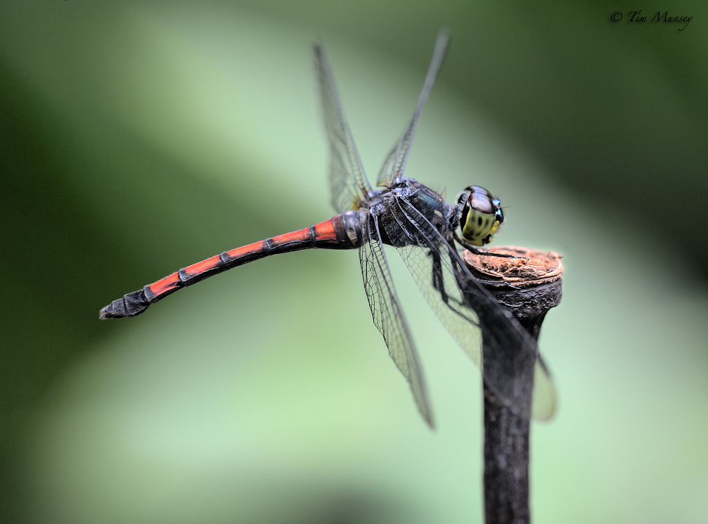 Dragonfly_8