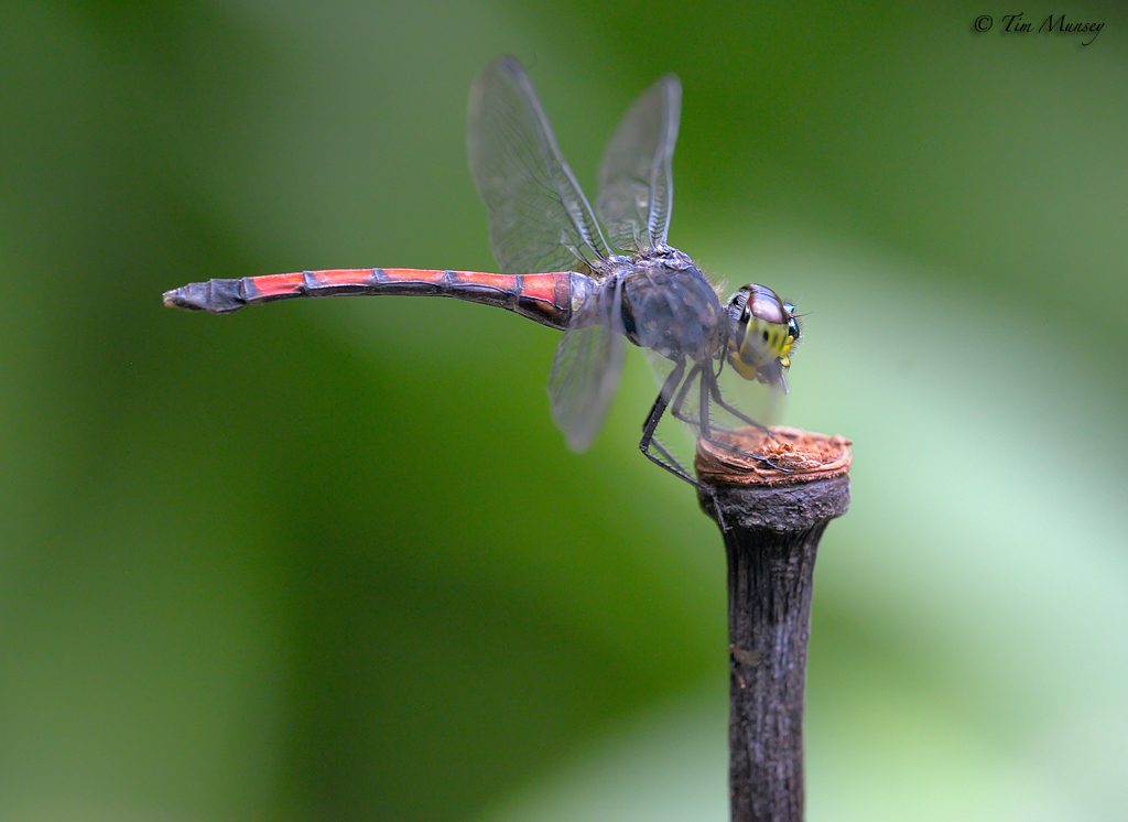 Dragonfly_9