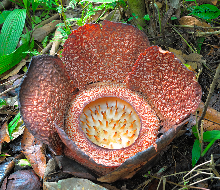 Rafflasia