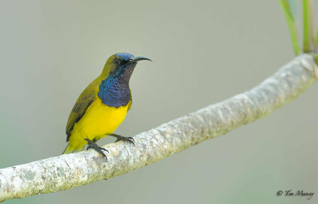 Sunbird