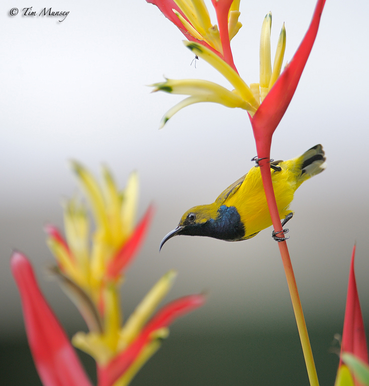 Sunbird_3