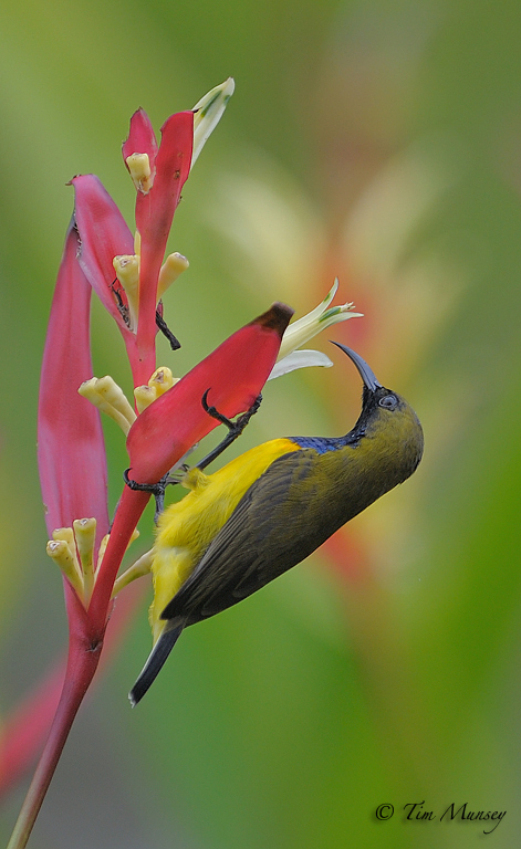 Sunbird_4